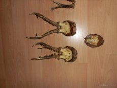 Dekorace - parůžky ,staré z roku cca 1940.