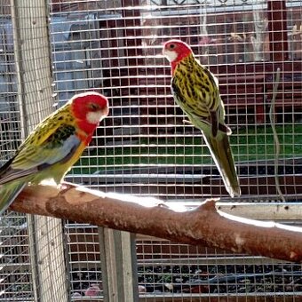 Rosela pestrá nádherná