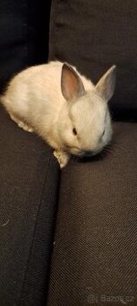 Zakrslý králík Siamský