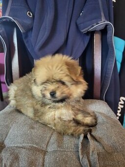 jorkšírský teriér golddust fenka