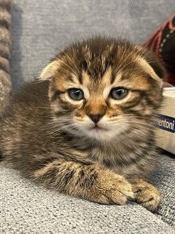 Milá koťátka na prodej