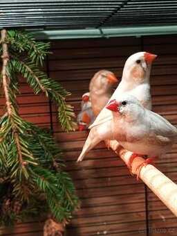 Zebřička pestrá letošní - 1