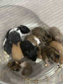 Křeček Syrský nar. 25.11.2025. Rezervace