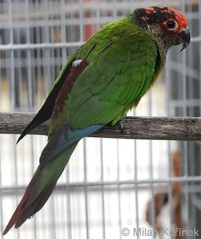 Pyrura říční roseinfos