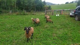 Kamerunské  ovce