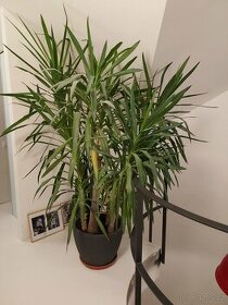 Yucca Gloriosa - 1