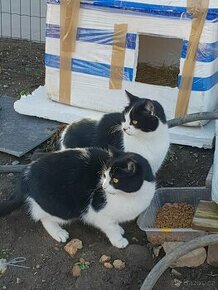 Miloučké, hladivé bíločerné kočičky Mášenka a Dášenka