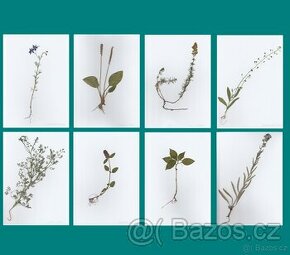 Vylisované rostliny s kořeny do herbáře od 22 Kč