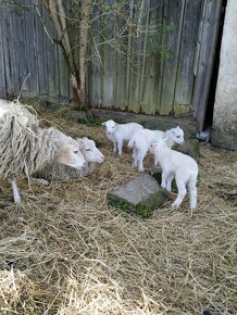 Ovce Skudde - jehničky