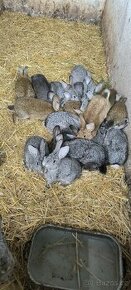 odstavené králíky