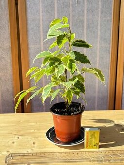 Fíkus, Ficus benjamina, Golden King,Twilight, březový fík