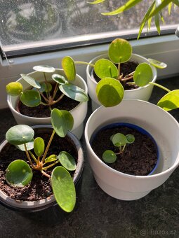 Pilea