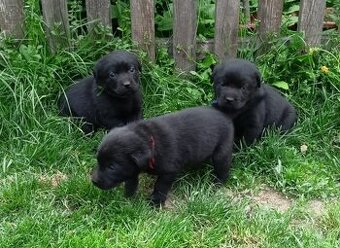 Labrador štěňata bez PP