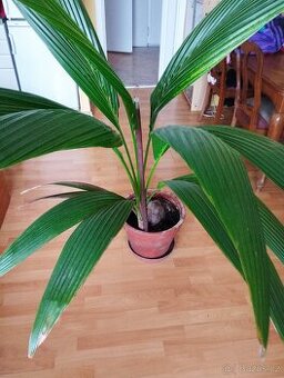 Kokosová palma a Pandan - 1