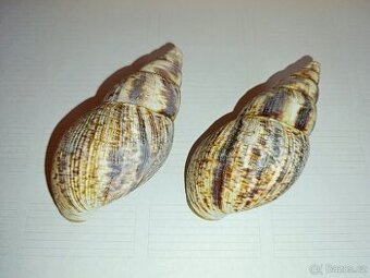 Mušle, 2 Ks, cca 15 cm