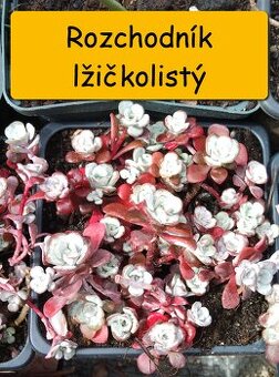 Rozchodník (Sedum) – na skalku i balkón