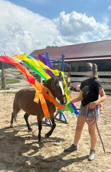 Pony klisna WPBR