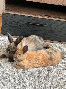 Králíci a klec