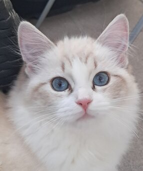 Kočička ragdoll s PP