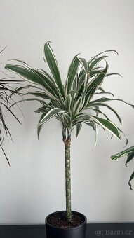 Dracena cca 60 cm