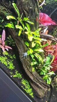 Akvarijní rostliny - 1