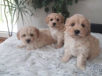 Maltipoo štěňátka