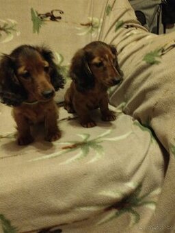 Jezevčik trpasličí/králíčí  dlouhosrstý.