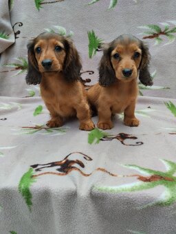 Jezevčik trpasličí/králíčí  dlouhosrstý.s PP