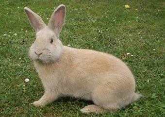 Český luštič s PP