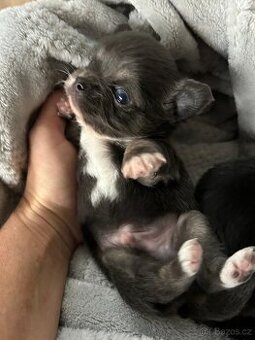 Čivava - kluci a holčička