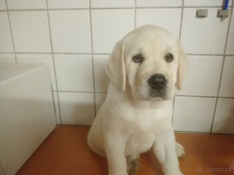 Štěňátka labradorského retrievera s PP