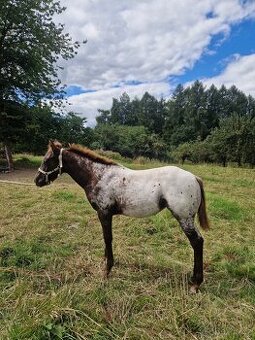Appaloosa klisnička