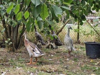 Indicky bezec - PÁR (mozno dva pary)