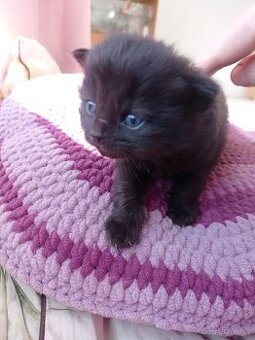 Dlouhosrstá koťata