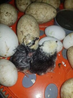 Nabízíme násadová vejce hus 9ks