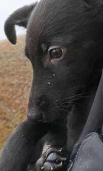 Německý ovčák bez PP - 1