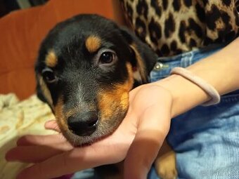 Michálek hledá domov