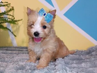 Golddust jorkšírský teriér s PP