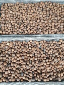 Vlašské ořechy z vlastní zahrady