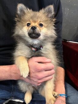 Pomeranian