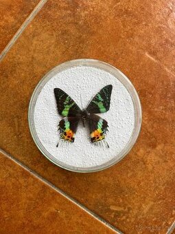 Madagaskarský motýl Urania ripheus ( Chrysiridia rhipheus )