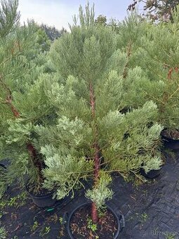 Sekvojovec obrovský 120-140 cm