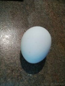 Prodám vajíčka
