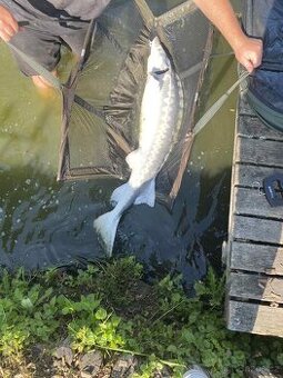 Scháním jesetery do soukromého revíru