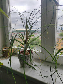 rostlinu pokojovky