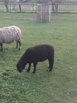 Beran Suffolk x Zwartbles