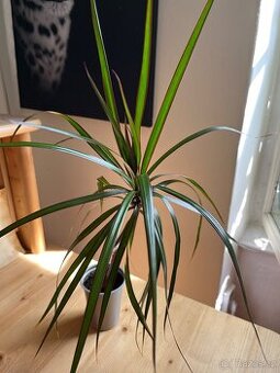 Dracena Marginata - 50 cm