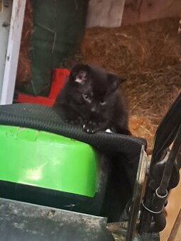 Koťátko hledá nový domov 🐾
