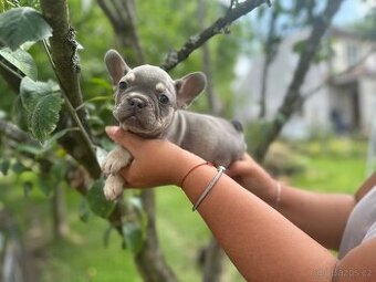 Francouzský buldoček, French bulldog s PP