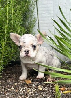 Francouzský buldoček, French bulldog s PP